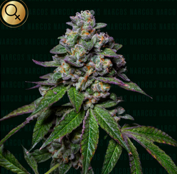Auto La Mandarina Feliz (Feminisiert) US Premium Narcos Seeds