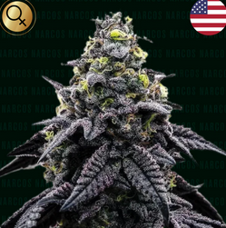 Auto AK-Automático (Feminisiert) US Premium Narcos Seeds