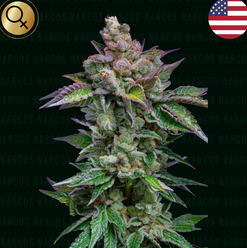 Auto Strawberry Merengue (Feminisiert) US Premium Narcos Seeds
