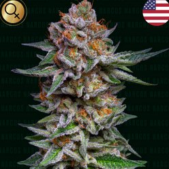 Auto El Patrón Dosidos (Feminisiert) US Premium Narcos Seeds