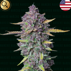 Auto Sueño Purple Punch (Feminisiert) US Premium Narcos Seeds