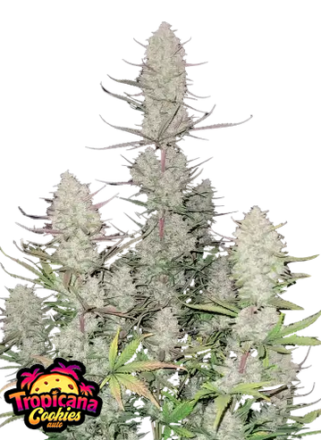 Auto Tropicana Cookies (Feminisiert) Fast Buds
