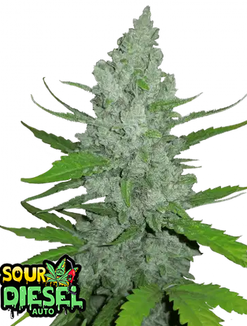 Auto Original Sour Diesel (Feminisiert) Fast Buds