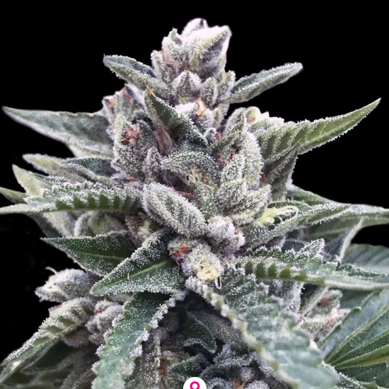 Kosher Sorbet Feminisiert DNA Genetics