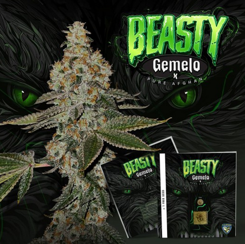 Beasty Feminisiert T.H.Seeds™