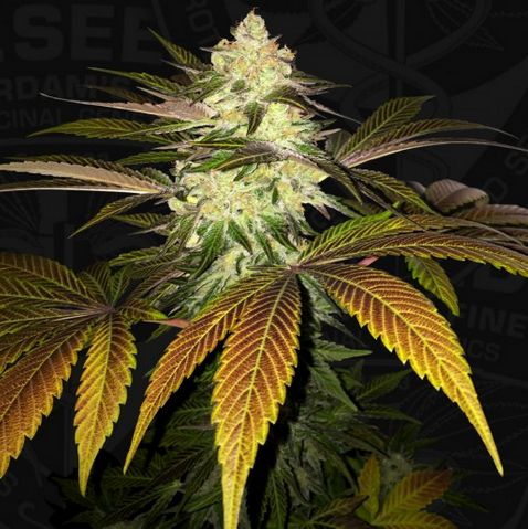 Orangesicle Feminisiert T.H.Seeds™