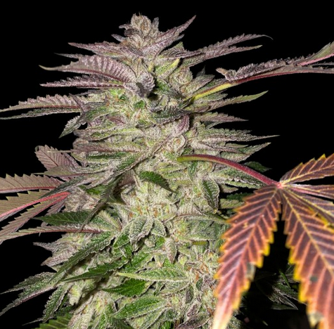 Gelato Cake Feminisiert T.H.Seeds™