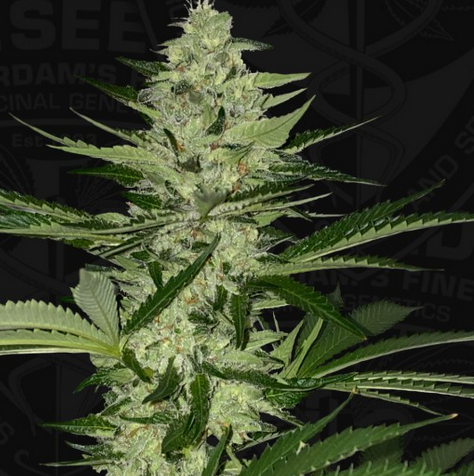 Bastards Line Special: MelonSicle Feminisiert T.H.Seeds™