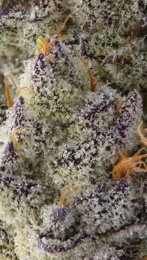 Blue Lobster S1 Feminisiert Bubbatz Seeds