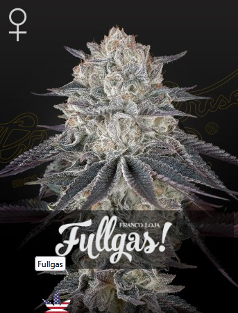 Franco's Fullgas! Feminisiert Green House Seeds Company