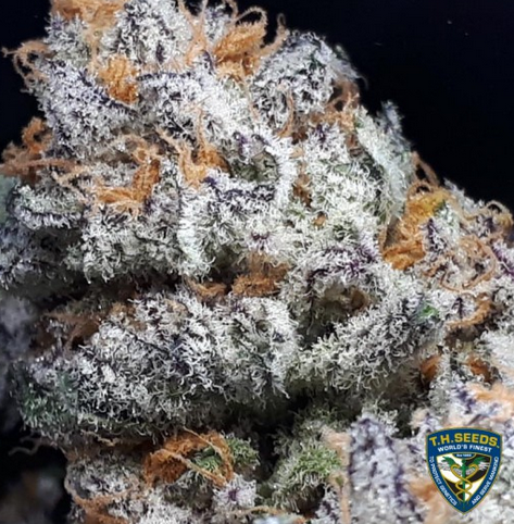 Purple Banana Cream Feminisiert T.H.Seeds™