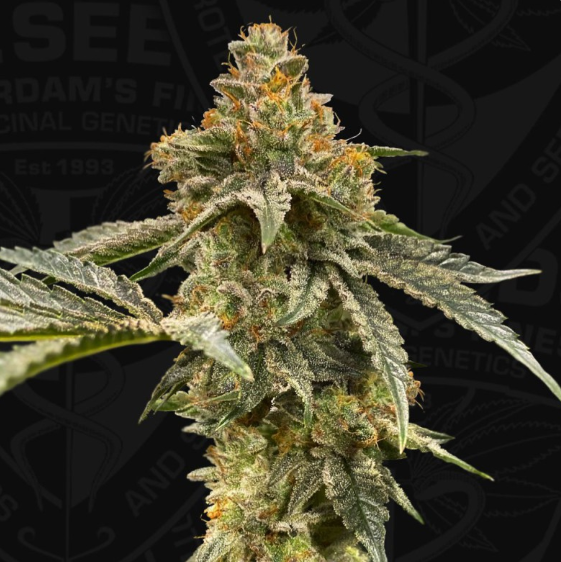 ZourGum Feminisiert by T.H.Seeds™