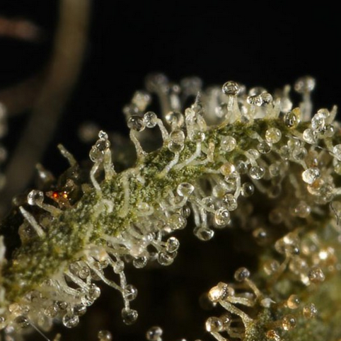 S.A.G.E.™'n Sour Feminisiert T.H.Seeds™