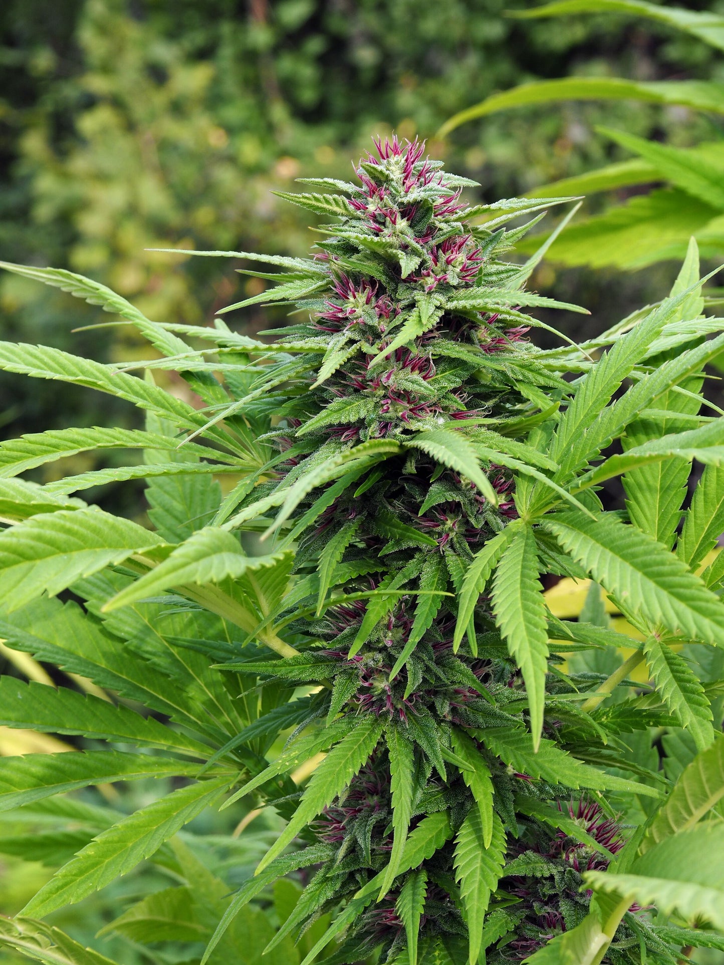 Serious 6 Feminisiert Serious Seeds