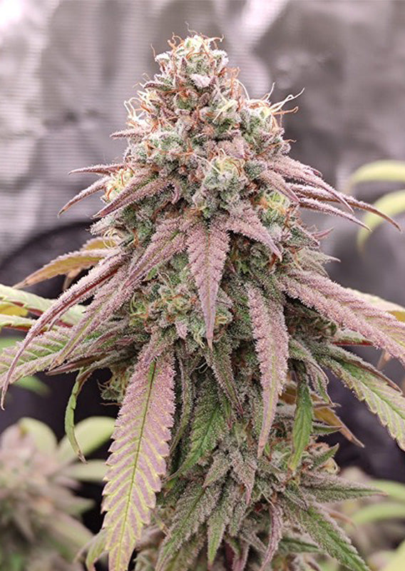 Skywalke Haze Feminisiert Dutch Passion