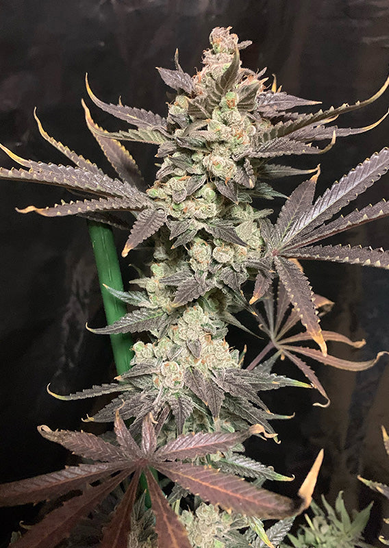 Skywalke Haze Feminisiert Dutch Passion