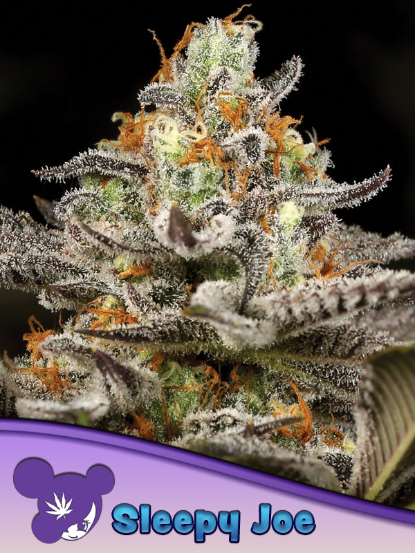 Sleepy Joe® Feminisiert Anesia Seeds