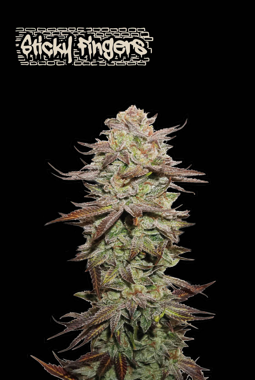 Auto Sticky Fingers© (Feminisiert) Seedstockers