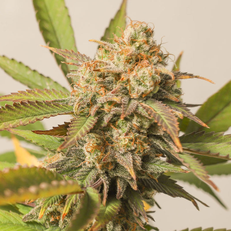 Strawberry Chemdawg OG Feminisiert Super Sativa Club