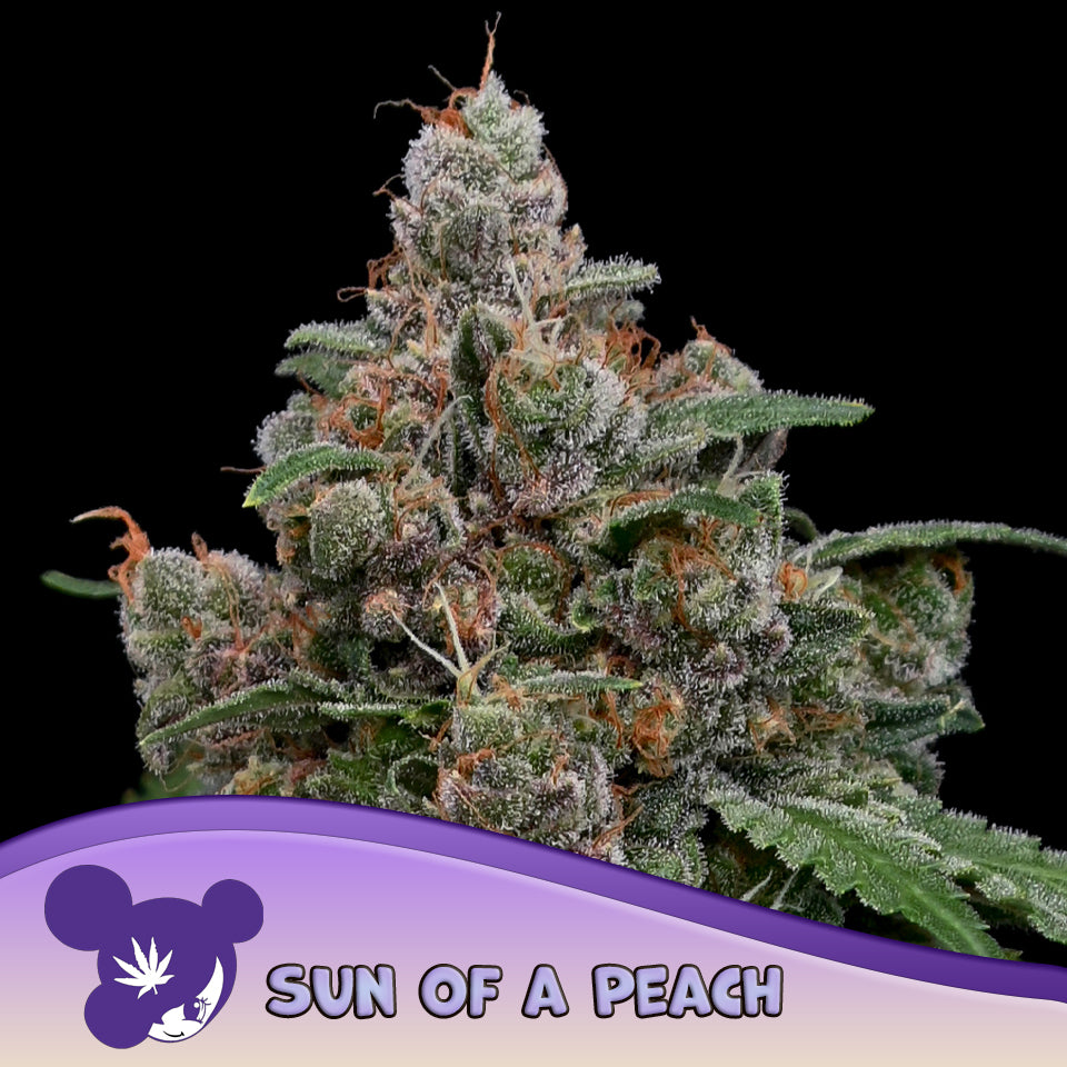 Sun of a Peach Feminisiert Anesia Seeds