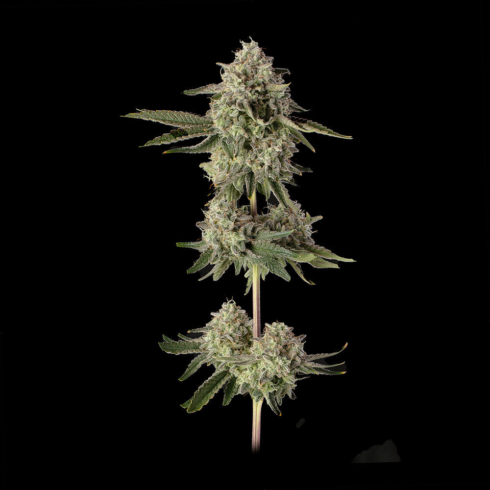 Super Belts Feminisiert Happy Valley Genetics