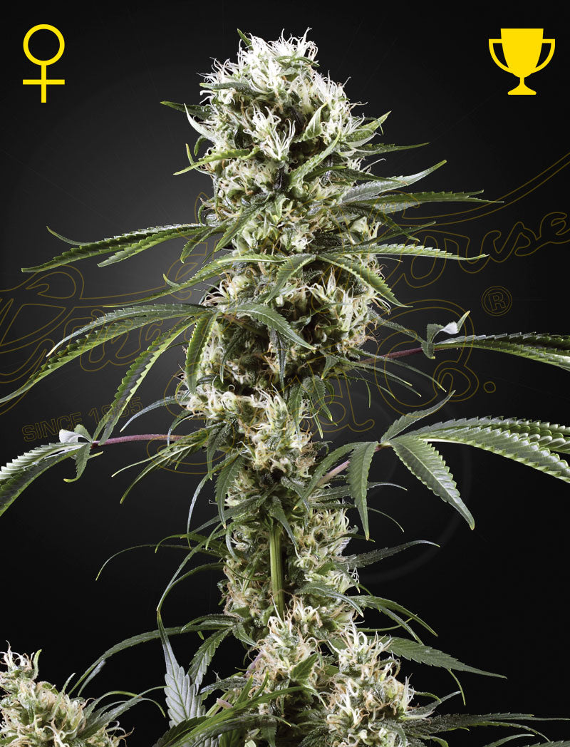 Super Lemon Haze Feminisiert Green House Seeds Company