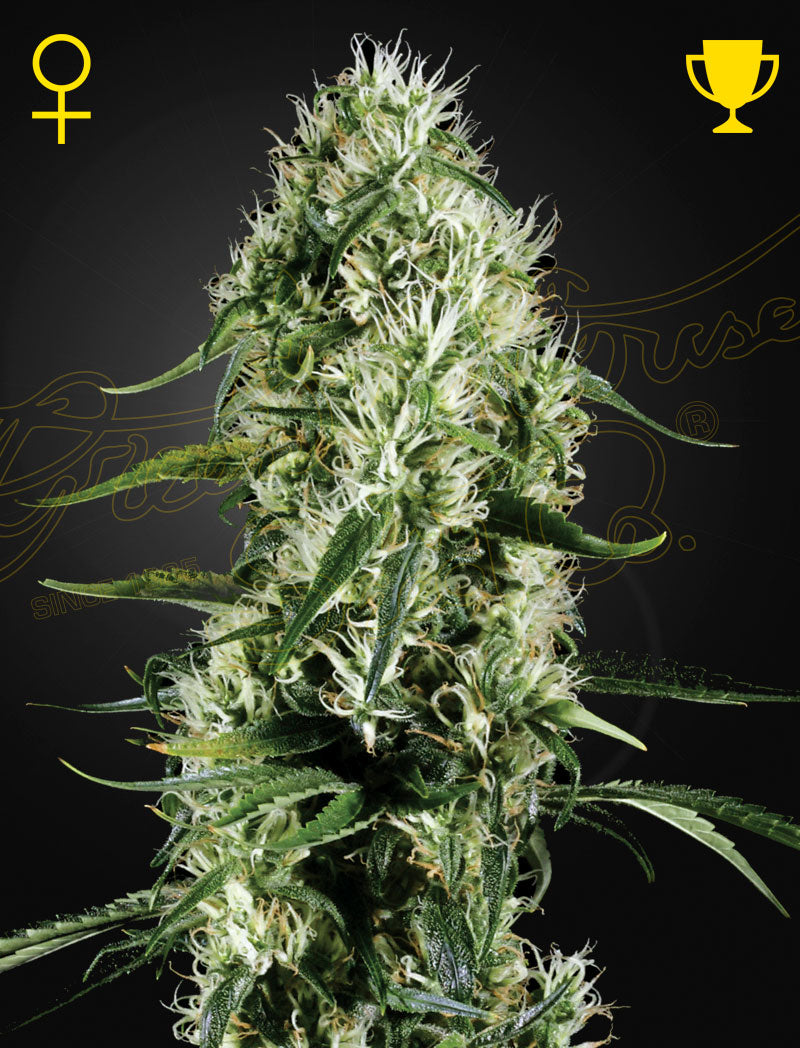 Super Silver Haze Feminisiert Green House Seeds Company