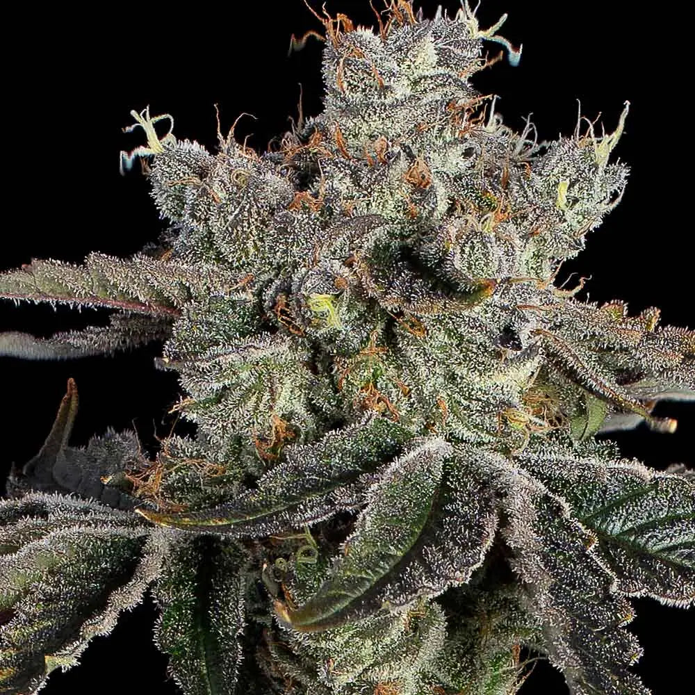 Sweet 16 Feminisiert Happy Valley Genetics