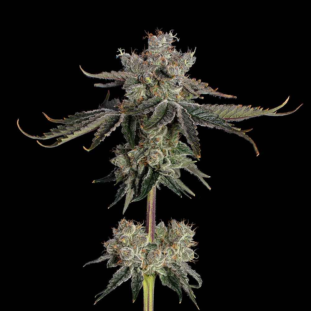 Sweet 16 Feminisiert Happy Valley Genetics
