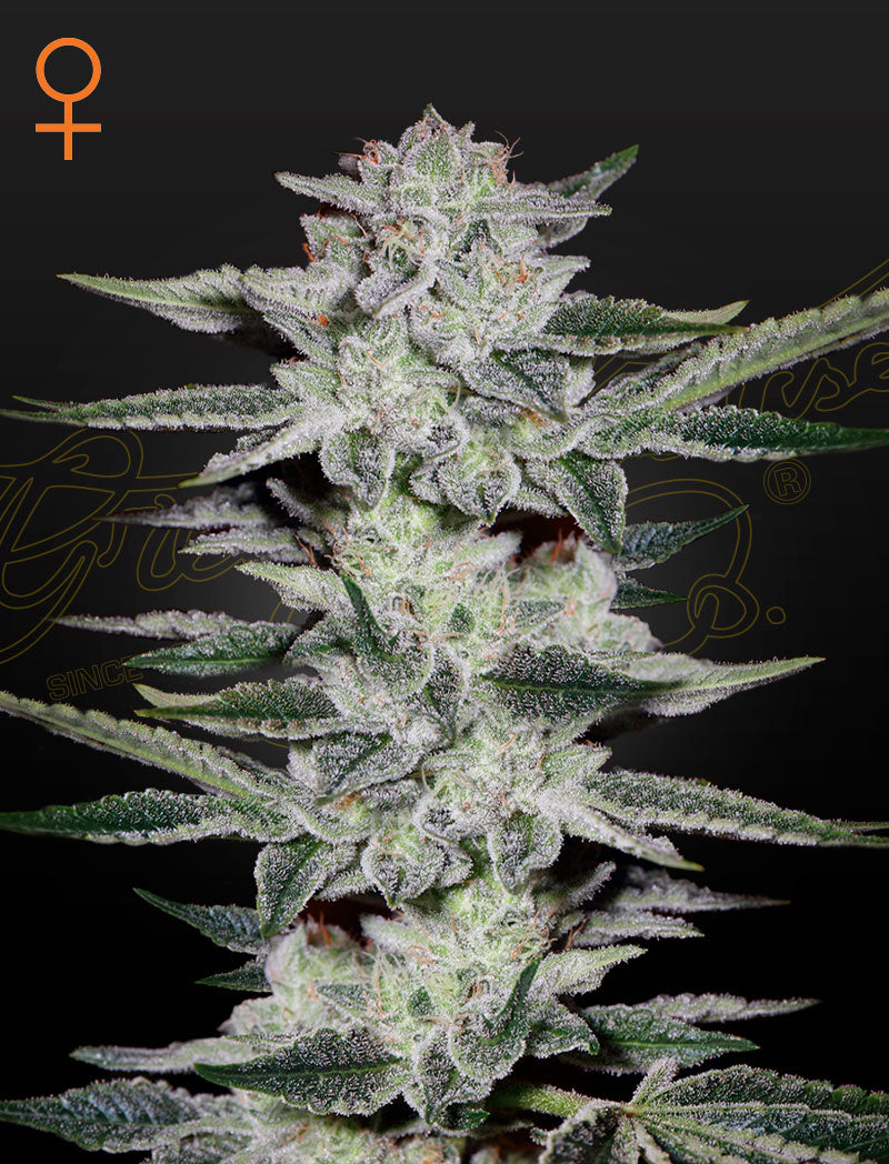 Sweet Valley Kush Feminisiert Green House Seeds Company