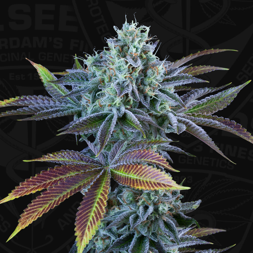 Auto French Cookies (Feminisiert) T.H.Seeds™
