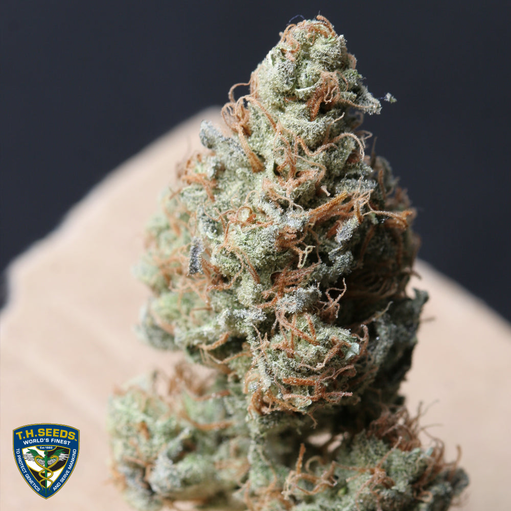 Bubblegum Feminisiert T.H.Seeds™