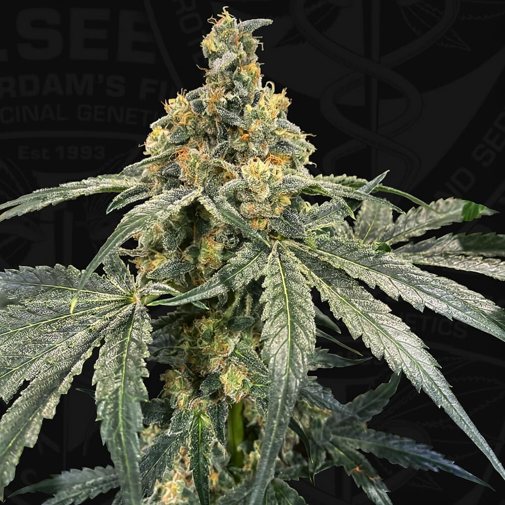 Flash Feminisiert by T.H.Seeds™