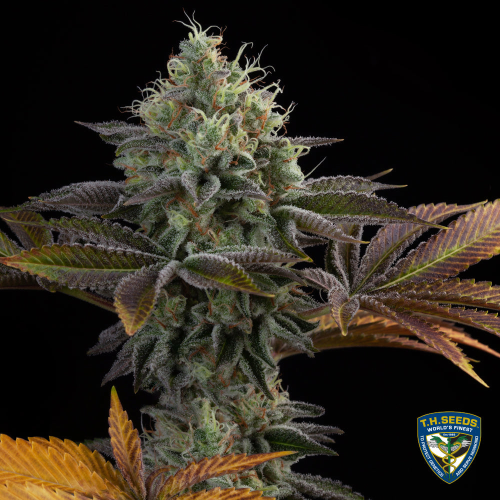 French Cookies Feminisiert T.H.Seeds™