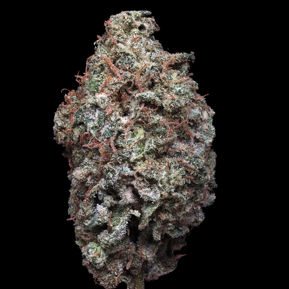 ZourGum Feminisiert by T.H.Seeds™