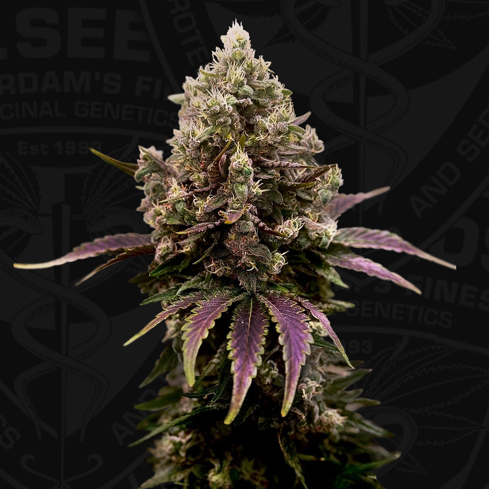 ZourGum Feminisiert by T.H.Seeds™