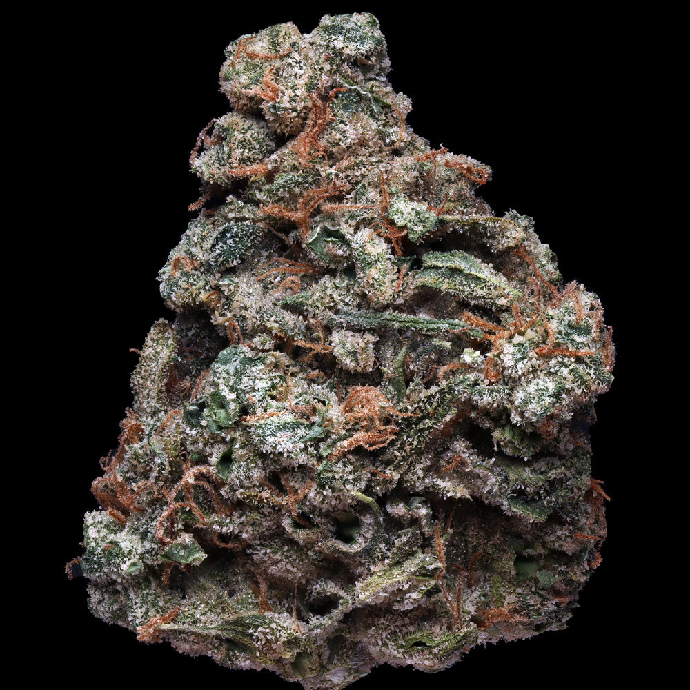 Flash Feminisiert by T.H.Seeds™