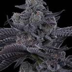 Blue Lobster S1 Feminisiert Bubbatz Seeds