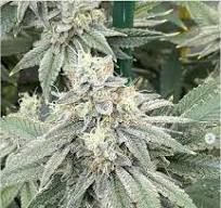Lemon Tree x Zkittlez Feminisiert Bubbatz Seeds