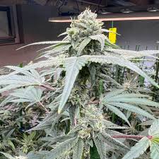 Studio 54 aka RS#54 Feminisiert Bubbatz Seeds