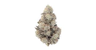 John Conner Feminisiert Bubbatz Seeds