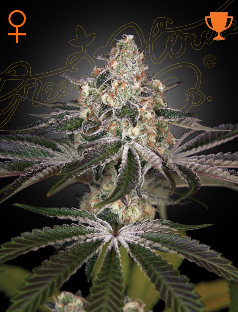 White Widow Feminisiert Green House Seeds Company