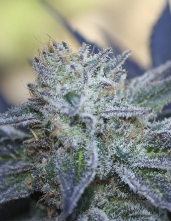 Washing Machine Feminisiert Ripper Seeds