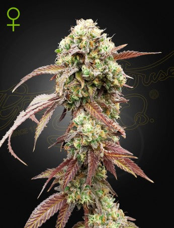 Auto West Coast OG x Gelato 41 (Feminisiert) Green House Seeds Company