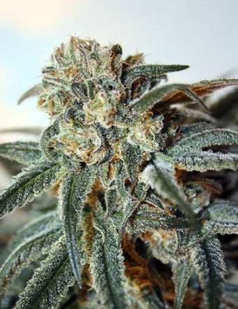 Zombie Kush Feminisiert Ripper Seeds