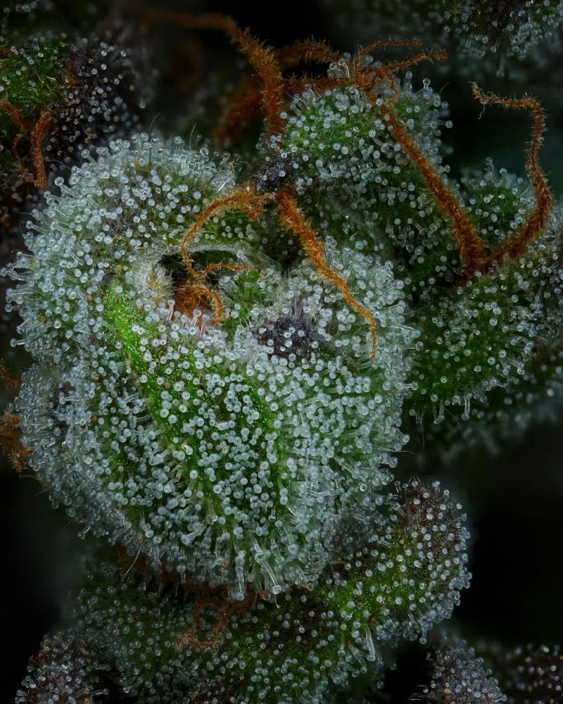 Auto All Gas OG (Feminisiert) Humboldt Seed Company