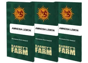 Amnesia Lemon Feminisiert Barney's Farm