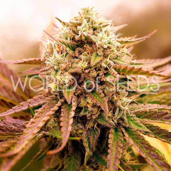 Appalachian Kush ® Feminisiert Delicious Seeds (World of Seeds)