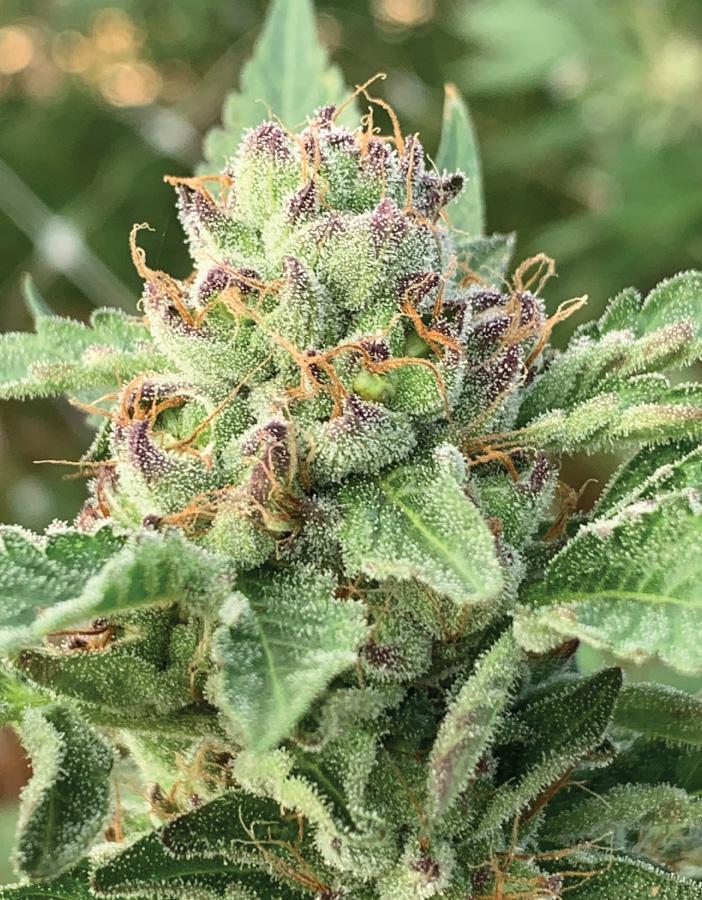 Auto Apple Blossom (Feminisiert) Humboldt Seed Company