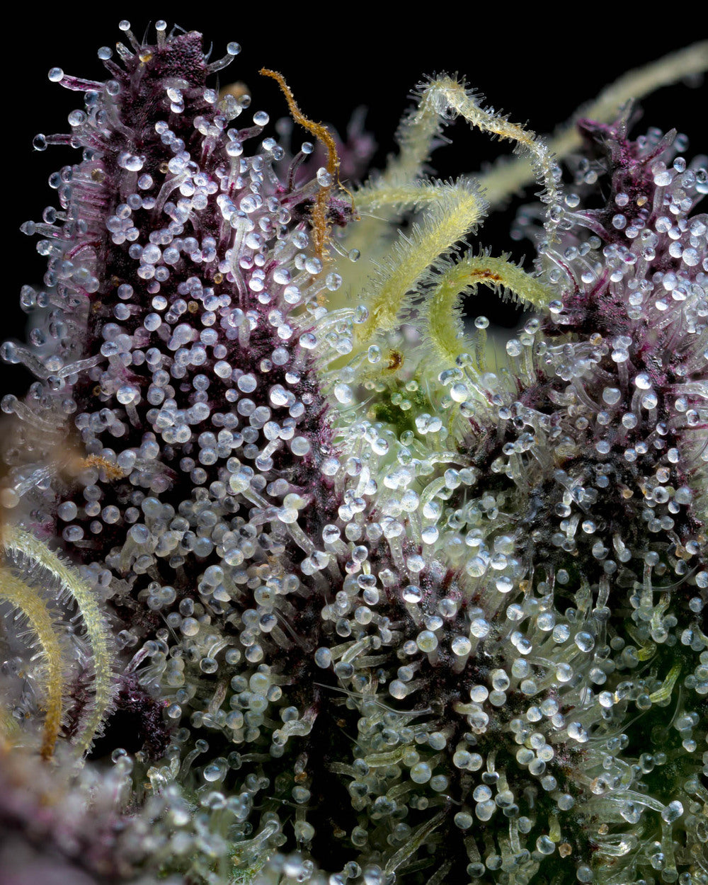 Apple Fritter Feminisiert Barney's Farm